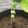 20 Pcs 18 Inch Natural Bamboo Plant Support Stakes for