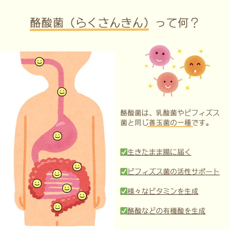 SALBEL 【菌活サポート】 酪酸菌入り 青汁 粉末 30包 九州産 大麦若葉 香料 着色料