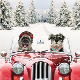 Paper House Pack of 6 Photographic Charity Christmas Cards - 'Dogs Driving a Red Car' - Snowy Scene - From The Great British Card Company