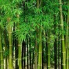 200+ Fresh Giant Bamboo Seeds for Planting - Quick Growth