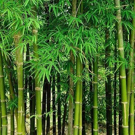 200+ Fresh Giant Bamboo Seeds for Planting - Quick Growth and Winter Hardy Privacy Screen, Good for Environment