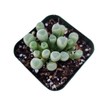 FOLIAGEMS Live Succulent Plants from USKC (2"Pot Fenestraria Baby Toes)
