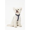 PETHROOM [Festroom] Anti-Shock Manners Leash Dog Walking Lead Neck Collar