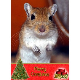 Gerbil Christmas Card 'Merry Christmas' - Special Xmas Card for Him Her Kids Male Female