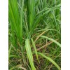World Seed Supply 1 RARE STRIPED HALALI SUGAR CANE (2