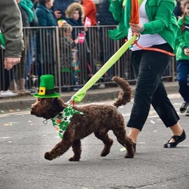 Disfraz de perro para el día de San Patricio, sombrero verde para perro, día de San Patricio, pañuelo triángulo con patrón de trébol para perros, gatos, cachorros, gatitos, 2 unidades