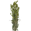 Greek Mountain Tea Mountain Tea Whole Herbal Tea Sideritis Raeseri