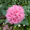 Outsidepride 10000 Seeds Annual Rose Papaver Peony Poppy Flower Seeds