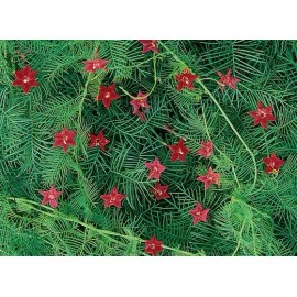 Flowers Cypress Vine. 55 seeds. Ipomoea Quamoclit. Red Flowers