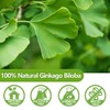 Premium 40 Ginkgo Biloba Tea Bags, Made with 100% Natural