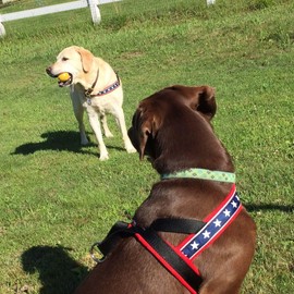 ComfortFlex Patriotic Dog Harness – Fully Padded, Adjustable, Lightweight No-Choke, No-Pull, Non-Chafing Design for Active Dogs, Enhanced Control, Made in The USA - Medium, The Patriot