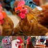 TIHOOD 101PCS Pinless Peepers with Pliers Chicken Peepers Pheasant Poultry