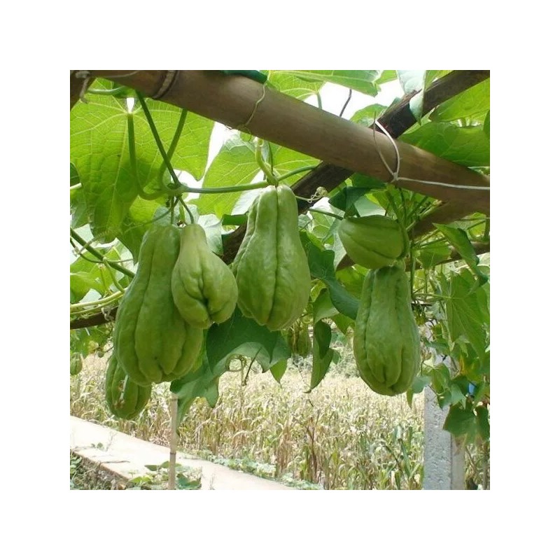 Chayote Plant With Pot 10” Live Plant Ready To Plant