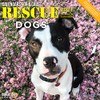 Cal 2021- Rescue Dogs Wall