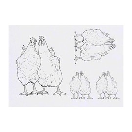 4 x 'Pair Of Chickens' Temporary Tattoos - Water Resistant, Skin-Safe, Non-Toxic Transfers, Mixed Sizes (TO00066534)
