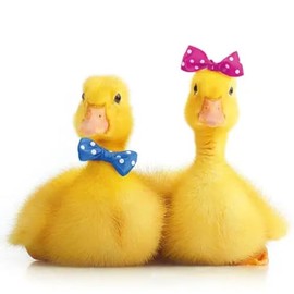 Cocktail Napkins, 3-Ply, 5" x 5", 20 Count, Little Ducks, Beverage Napkin, Party Napkin, Ducklings, Baby Blue, Baby Pink