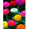 200 Dwarf Lilliput Mix Zinnia Seeds for Planting 1 Grams