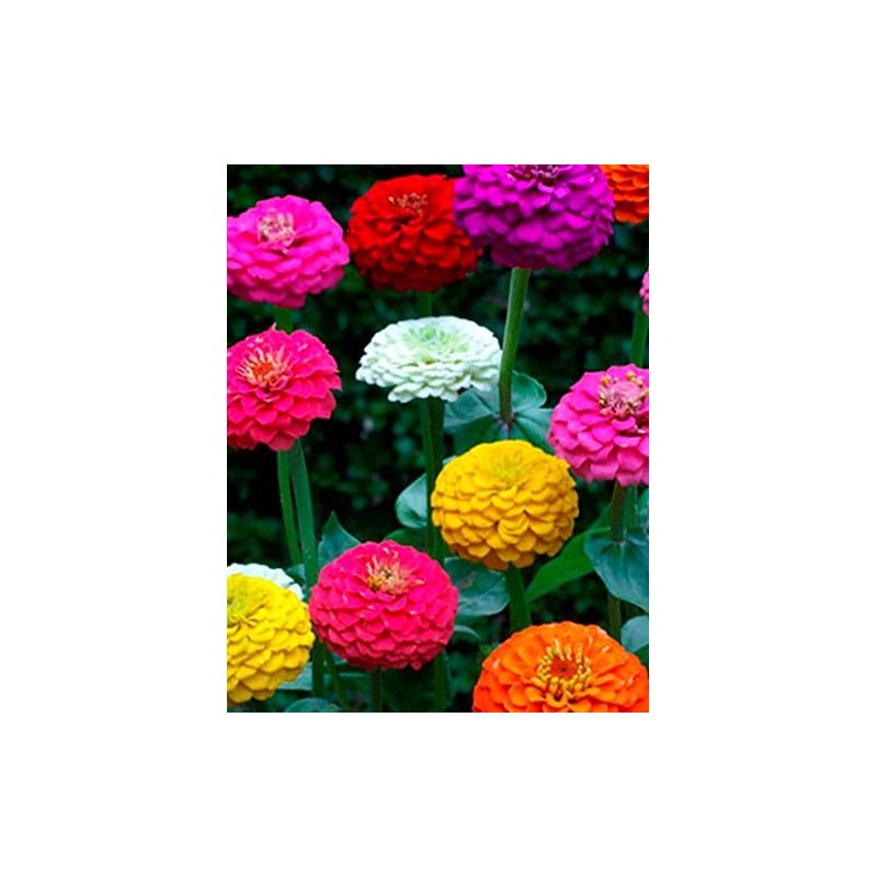 200 Dwarf Lilliput Mix Zinnia Seeds for Planting 1 Grams