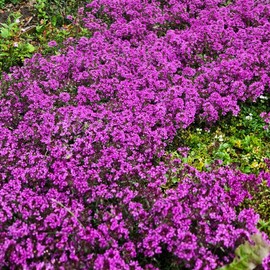 TomorrowSeeds - Purple Creeping Thyme Seeds - 60000+ Count - for 2025 Planting Magic Carpet Ground Cover Grass Lawn Replacement Scented Flower Thymus Serpyllum Garden Flowers Grow Your Own Home Farm