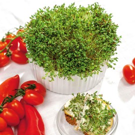 Cress Seeds - Curled - 1/4 Pound - Vegetable Seeds, Open Pollinated Seed Fast Growing, Container Garden