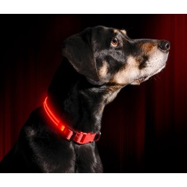 Illumiseen LED Dog Collar - USB Rechargeable - Available in 6 Colors & 6 Sizes - Makes Your Dog Visible, Safe & Seen