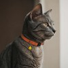 Breakaway Cat Collar Leather with Removable Bell - 13 Colors
