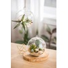 Mkono 2 Pack Glass Hanging Planter Air Fern Holder Terrarium