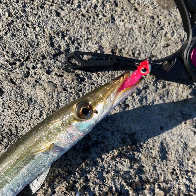 Daiwa (DAIWA) Kamasu Lure Kamasu Hunter Shad Clear Orange Dot