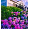 30pcs Blue Pink Purple Hydrangea - Beautiful and Hardy Perennial