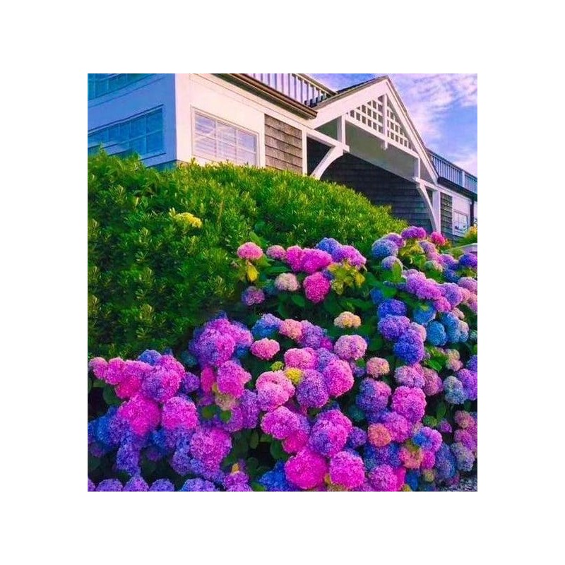 30pcs Blue Pink Purple Hydrangea - Beautiful and Hardy Perennial