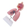 Respiratory System Model with Removable Heart Human Lung Anatomical Display