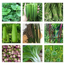 Vegetable SEEDS Bundle Non GMO Heirloom 10 Varieties US Seller.
