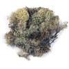 Rayher 8503231 Iceland Moss, Natural, Bag 100 g, Real Natural