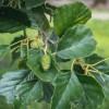 MySeeds.Co Alnus glutinosa (European Alder) Tree Seeds, Distinctive Catkins -