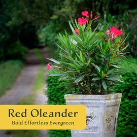 12 Nerium Red Oleander Shrubs| Live Plants in 2.5-inch Nursery Cubes | Jannoch Variety | Vibrant Red, Deer-Resistant Blooms | Outdoor Evergreen Hedges and Shrubs for Home and Garden