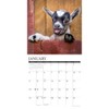 Willow Creek Press, Baby Goats 2026 Wall Calendar, 12'' X