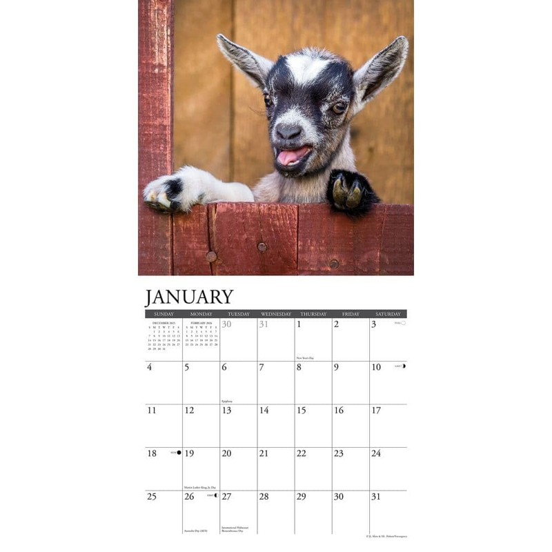 Willow Creek Press, Baby Goats 2026 Wall Calendar, 12'' X