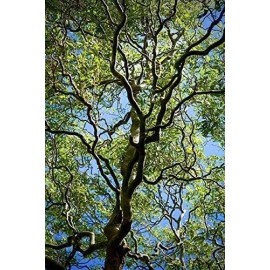 Willow 50 Fresh Corkscrew Willow Cuttings 8-12”