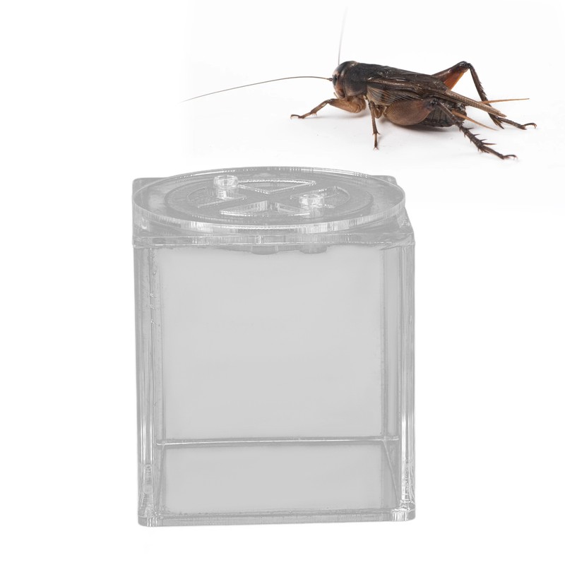 Square Insect Breeding Box Cricket Spider Reptile Insect Square Acrylic