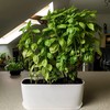 Torfican 5 Set Window Herb Planter Box Rectangular,8.5x3.5 Inch White