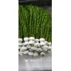 Fresh Anacharis Elodea (20 Pack)- Aquarium And Pond Plant