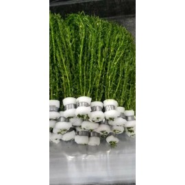 Fresh Anacharis Elodea (20 Pack)- Aquarium And Pond Plant