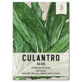 Seed Needs, Culantro Seeds for Planting (Eryngium foetidum) Single Package of 300 Seeds - Heirloom, Non-GMO & Untreated - NOT Cilantro Seeds