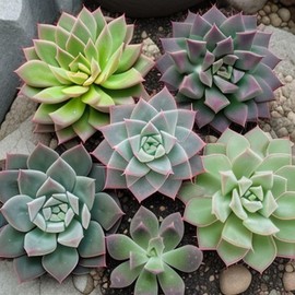 100 pcs Mix Rare Succulent Seeds Pack - Perennial Heirloom Non-GMO Outdoor Indoor