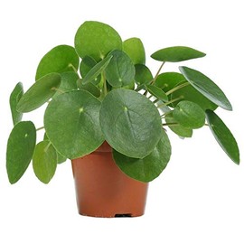 Little Nest, Chinese Money Plant Pilea Peperomioides Indoor Pancake Plant 4 inchPot - Live Plant