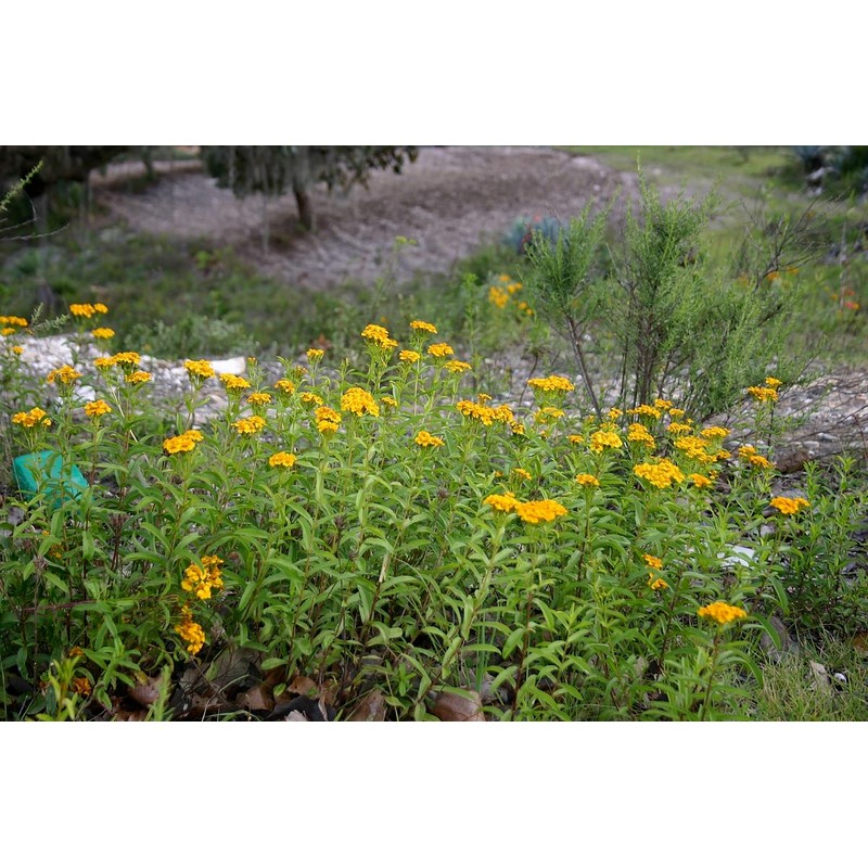 Pericon (Yerbanis) Herbal Tea 4 oz (114gr), Resealable Bag 100%