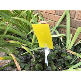 Olson Products Inc. The Original Stiky Strip 3"x 5" Yellow (100pack)