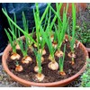 Onion Sets, Sweet Delight,(30 Bulbs) Onion Sets - Organic,Heirloom -