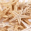 100 Pcs Small Starfish Star Sea Shell Beach for Craft
