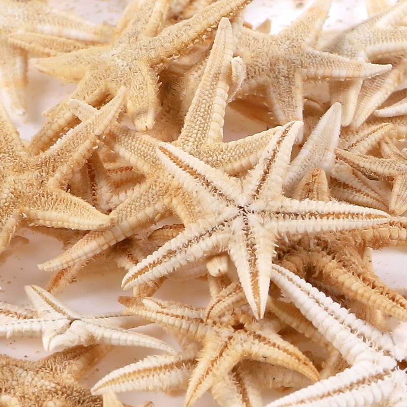 100 Pcs Small Starfish Star Sea Shell Beach for Craft